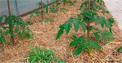 Plants de tomates bien paillés au potager
